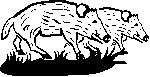 Sangliers