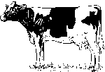 Vache 4
