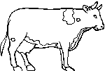 Vache 7