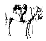 cheval camargais