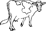 Vache